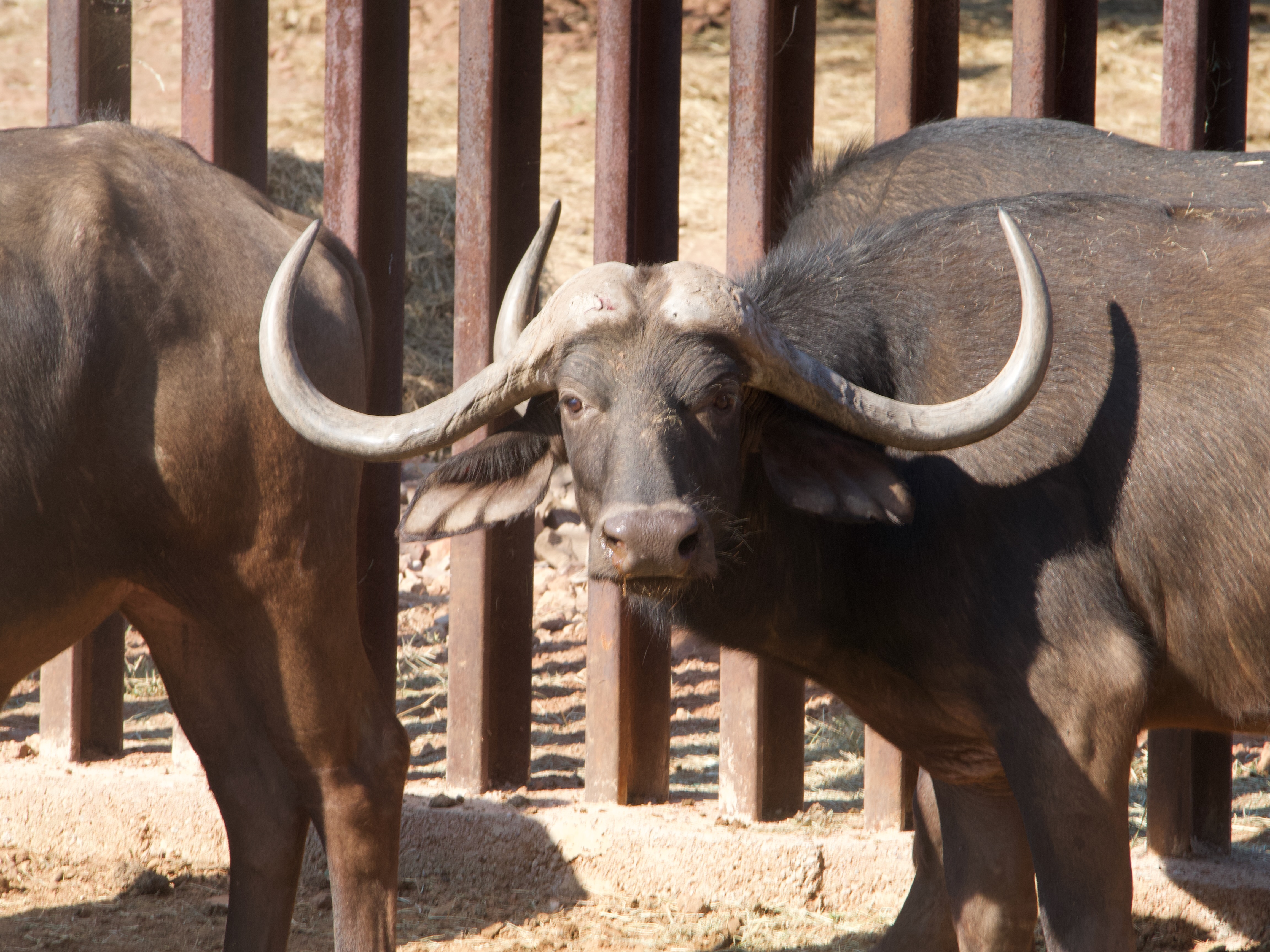 42 5/8" Buffalo bull